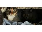 Adopt James and Isabella a American Shorthair