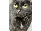 Adopt Zafrina a American Shorthair