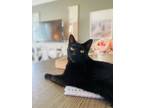 Adopt Senna a Domestic Short Hair