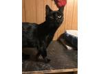 Adopt Midnight a All Black Domestic Mediumhair / Mixed cat in Lone Oak