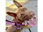 Adopt Suzy a American Staffordshire Terrier, Shepherd