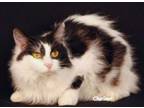 Adopt Girly Pop a Domestic Medium Hair