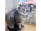 Adopt Margaret a Domestic Long Hair