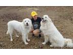 Adopt Roscoe & Lenore a Great Pyrenees