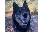 Adopt Dressing a Black Husky / Mixed dog in Kanab, UT (37969140)