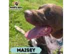 Adopt Maisey a Brown/Chocolate - with White Labrador Retriever / German
