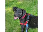 Adopt Baxley a Brindle Labrador Retriever / Mixed Breed (Medium) / Mixed dog in