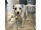 Adopt Snowflake a Rat Terrier, Jack Russell Terrier