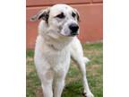 Adopt Troop a Tan/Yellow/Fawn Great Pyrenees / Mixed dog in Dallas