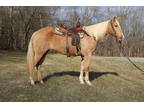 Family & Youth Friendly Palomino Quarter Horse Mare, Ranch Pleasure, Trail Ride