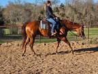Handsome Proven AQHA Gelding- Trail Horse Deluxe
