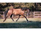 Beautiful Versatile Friesian Cross Mare