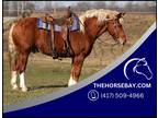 Chestnut Quarter Horse/Belgian Draftcross Trail and Ranch Gelding - Available on