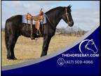 Registered Black Friesian Sport Horse Trail, Ranch, and Driving Gelding