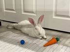 Adopt Luigi-Kitchener a White New Zealand / Other/Unknown / Mixed rabbit in