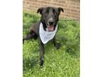 Adopt Bellamy a Black - with White Mixed Breed (Medium) / Labrador Retriever dog