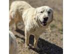 Adopt Ted a White Great Pyrenees / Mixed dog in Vail, AZ (37807068)
