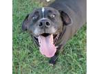 Adopt Prince a Black - with White Pit Bull Terrier / Labrador Retriever / Mixed