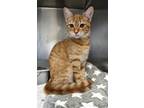 Adopt Sienna (f.k.a. Hewi) a Orange or Red (Mostly) Domestic Shorthair cat in