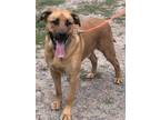 Adopt Jack a Tan/Yellow/Fawn Labrador Retriever / Shepherd (Unknown Type) /