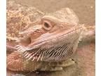 Adopt Popcorn a Lizard reptile, amphibian, and/or fish in Vista, CA (34351245)