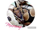 Adopt Mummy a Snake reptile, amphibian, and/or fish in Vista, CA (37920485)