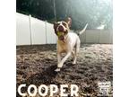 Adopt Cooper a White American Pit Bull Terrier / Mixed dog in Belleville