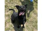 Adopt Adam a Black Labrador Retriever / Mixed dog in Winfield, KS (35214966)
