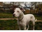 Adopt Pippi a Pit Bull Terrier, Mixed Breed