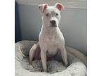 Adopt Russ a White American Staffordshire Terrier / Mixed dog in Hainesville