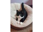 Adopt Becky a Black & White or Tuxedo Domestic Shorthair (short coat) cat in