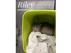 Adopt Riley a Gray or Blue Domestic Shorthair (short coat) cat in Valley Falls