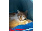 Adopt Camille a Orange or Red (Mostly) Domestic Longhair (long coat) cat in