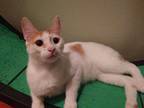 Adopt Biscuit a Cream or Ivory (Mostly) Turkish Van (short coat) cat in Houston
