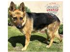 Adopt Zoie a Black - with Tan, Yellow or Fawn German Shepherd Dog / Mixed dog in