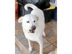 Adopt Trixie a White Labrador Retriever / Mixed Breed (Medium) dog in Encinitas