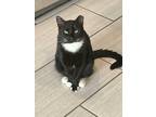Adopt Sebastian a Black & White or Tuxedo Domestic Shorthair (short coat) cat in