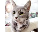 Adopt Tango a Gray or Blue (Mostly) Domestic Shorthair (short coat) cat in