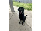 Adopt Blue a Black Labrador Retriever / Mixed dog in Royse City, TX (37764466)