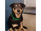 Adopt Woody a Black Mixed Breed (Medium) / Mixed dog in Marana, AZ (33091322)