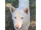 Adopt Marie a White - with Tan, Yellow or Fawn Husky / Mixed dog in Eufaula