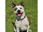 Adopt Bandito a White - with Tan, Yellow or Fawn Australian Cattle Dog / Mixed