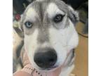 Adopt Phoebus a Gray/Silver/Salt & Pepper - with Black Husky / Mixed dog in