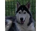Adopt Flotsam a Black Husky / Mixed dog in Eufaula, OK (35214040)