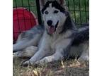 Adopt Jetsam a Black Husky / Mixed dog in Eufaula, OK (35214041)