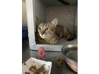 Adopt Kellie a Brown Tabby Domestic Shorthair (short coat) cat in Byron Center