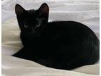 Adopt Salem a All Black Bombay (medium coat) cat in El Cajon, CA (35217756)
