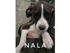 Adopt Nala a Brown/Chocolate Labrador Retriever / Italian Greyhound / Mixed dog