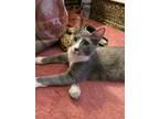 Adopt Pete (bonded with Lilibet) a Gray or Blue (Mostly) Domestic Shorthair