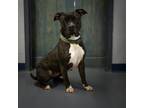 Adopt Cassie a Black Pit Bull Terrier / Mixed dog in Peachtree City